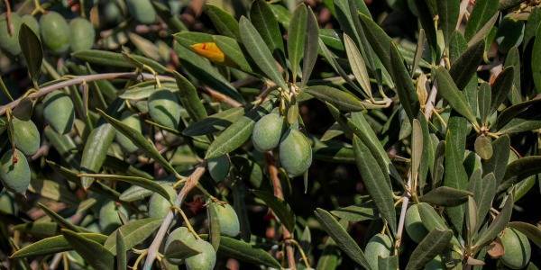 La Coooperativa Santísimo Cristo del Humilladero inicia su temporada de recogida de aceitunas para el molino